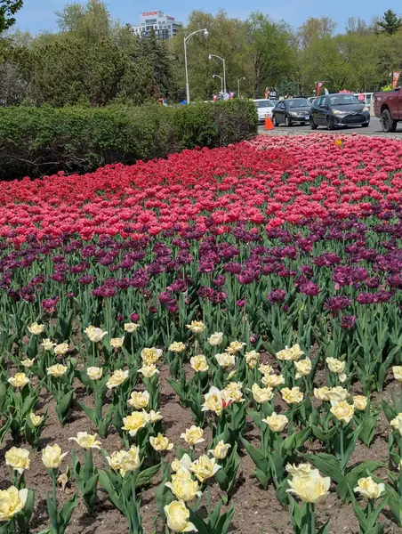 Field of red and white tulips