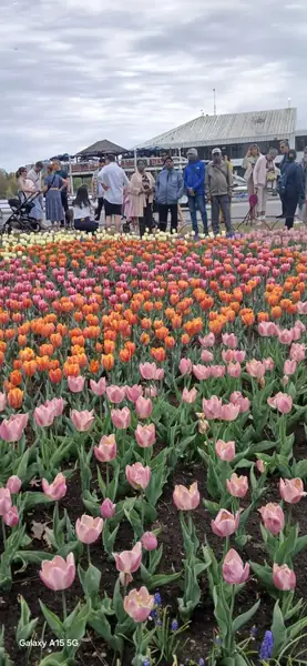 Rows of colourful tulips
